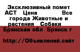 Эксклюзивный помет АСТ › Цена ­ 30 000 - Все города Животные и растения » Собаки   . Брянская обл.,Брянск г.